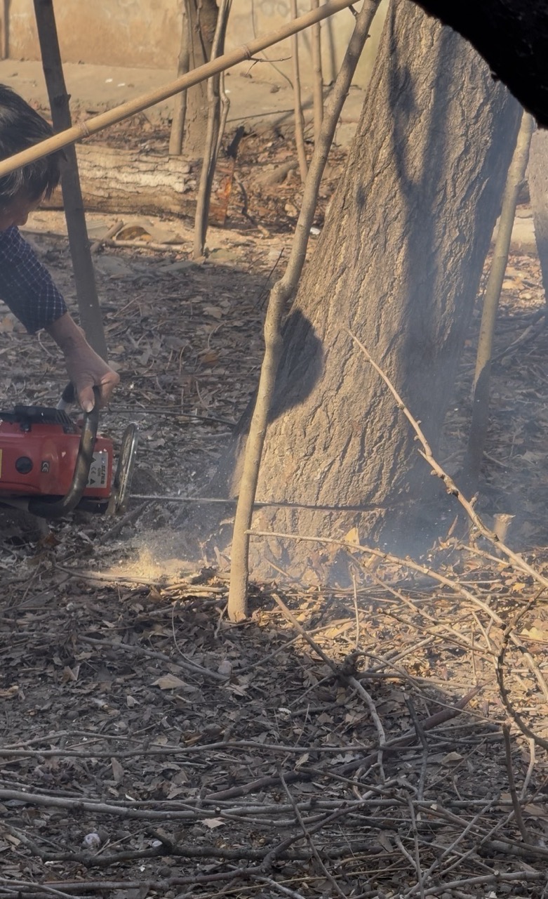 The sound of a tree saw