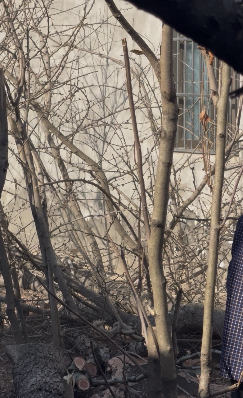 The sound of trees falling