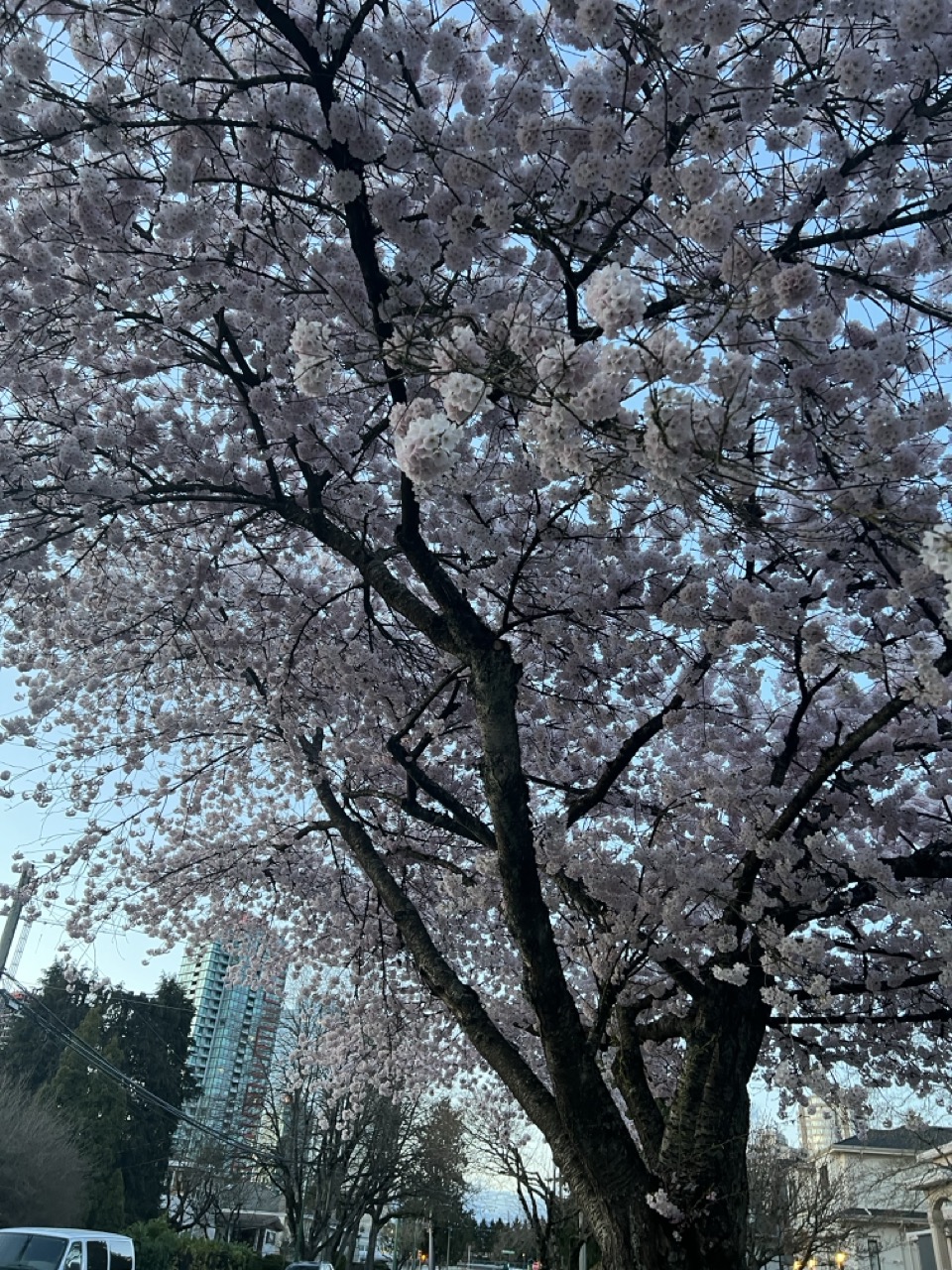 Member Garden 1 - Spring Blossoms