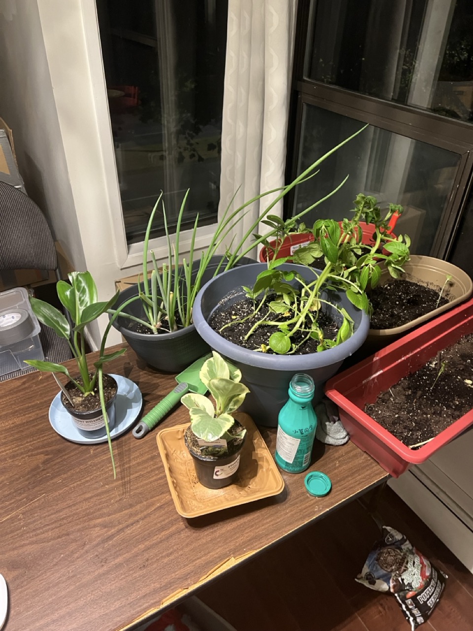 Member Garden 3 - Plant Garden